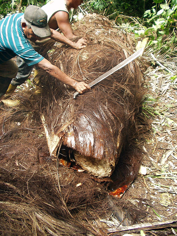 Extraction of fibres